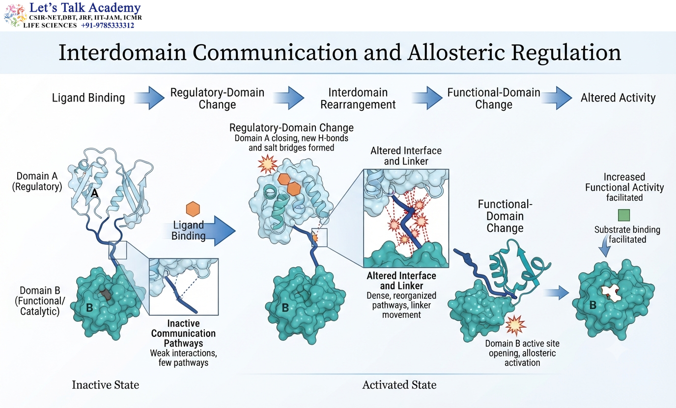 Interdomain Communication and Allosteric Regulation