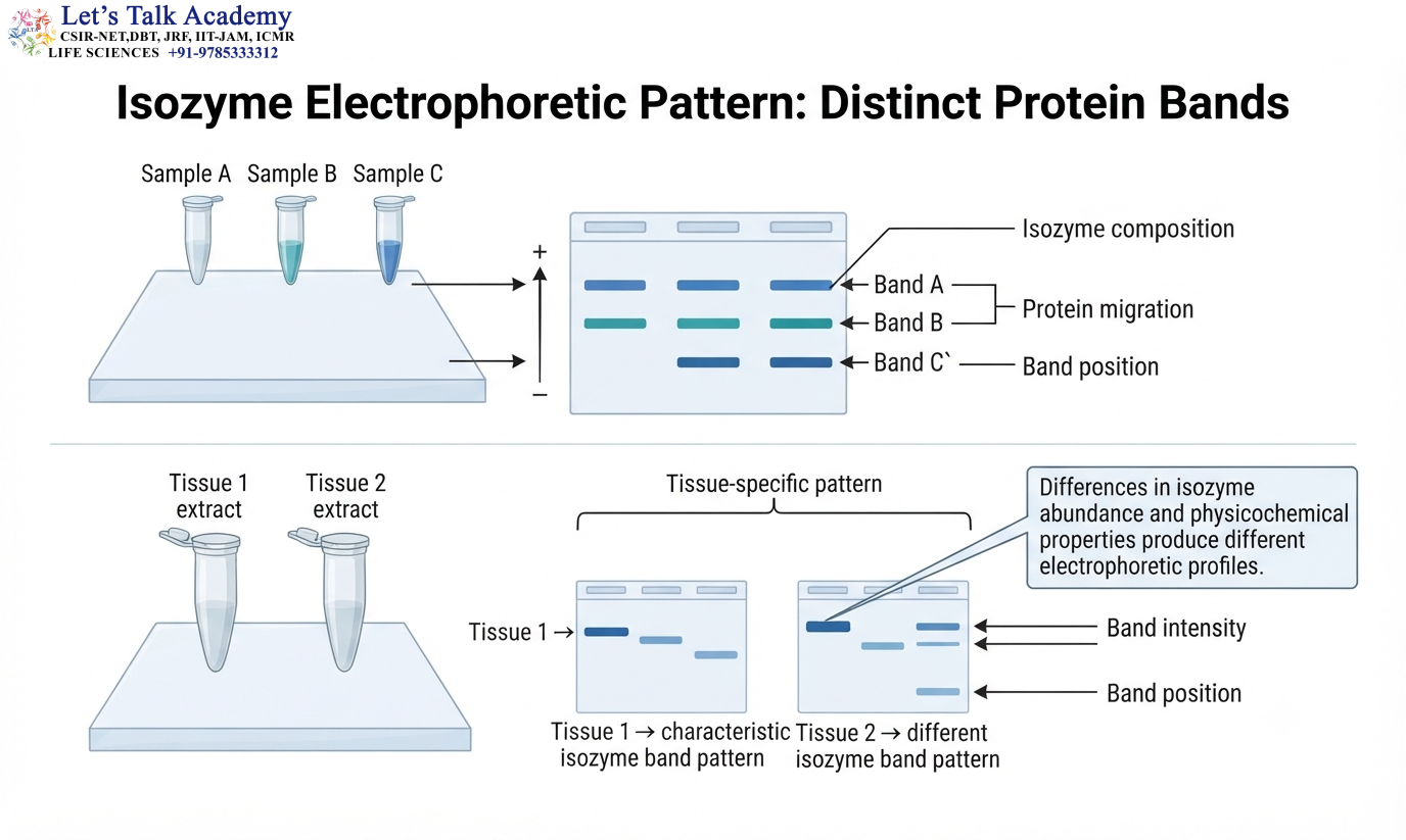 Isozyme Electrophoretic Pattern: Distinct Protein Bands