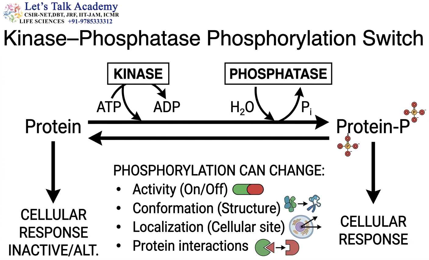 Kinase–Phosphatase Regulatory Switch