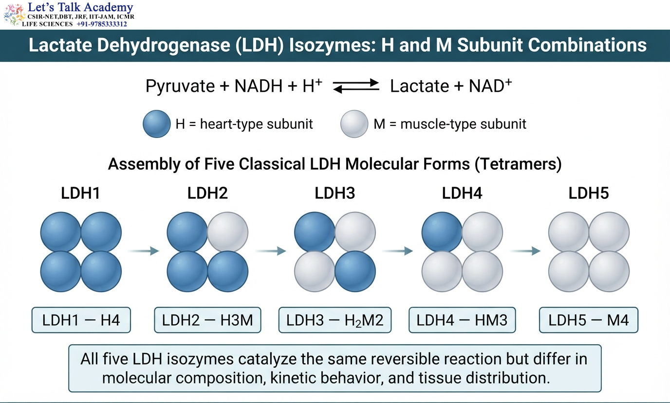 Lactate Dehydrogenase (LDH) Isozymes: H and M Subunit Combinations