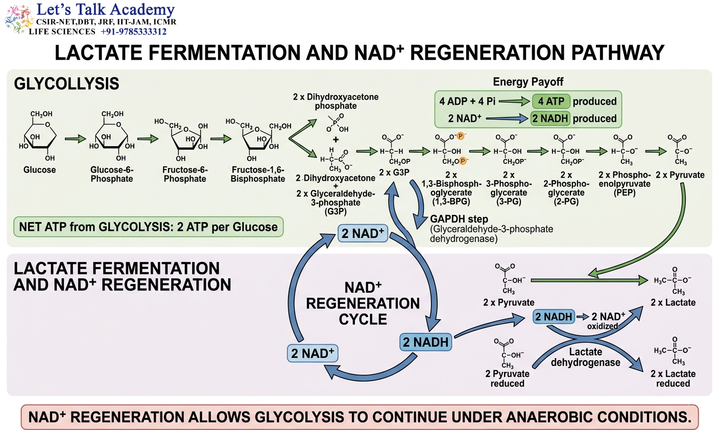 Lactate Fermentation and NAD+ Regeneration