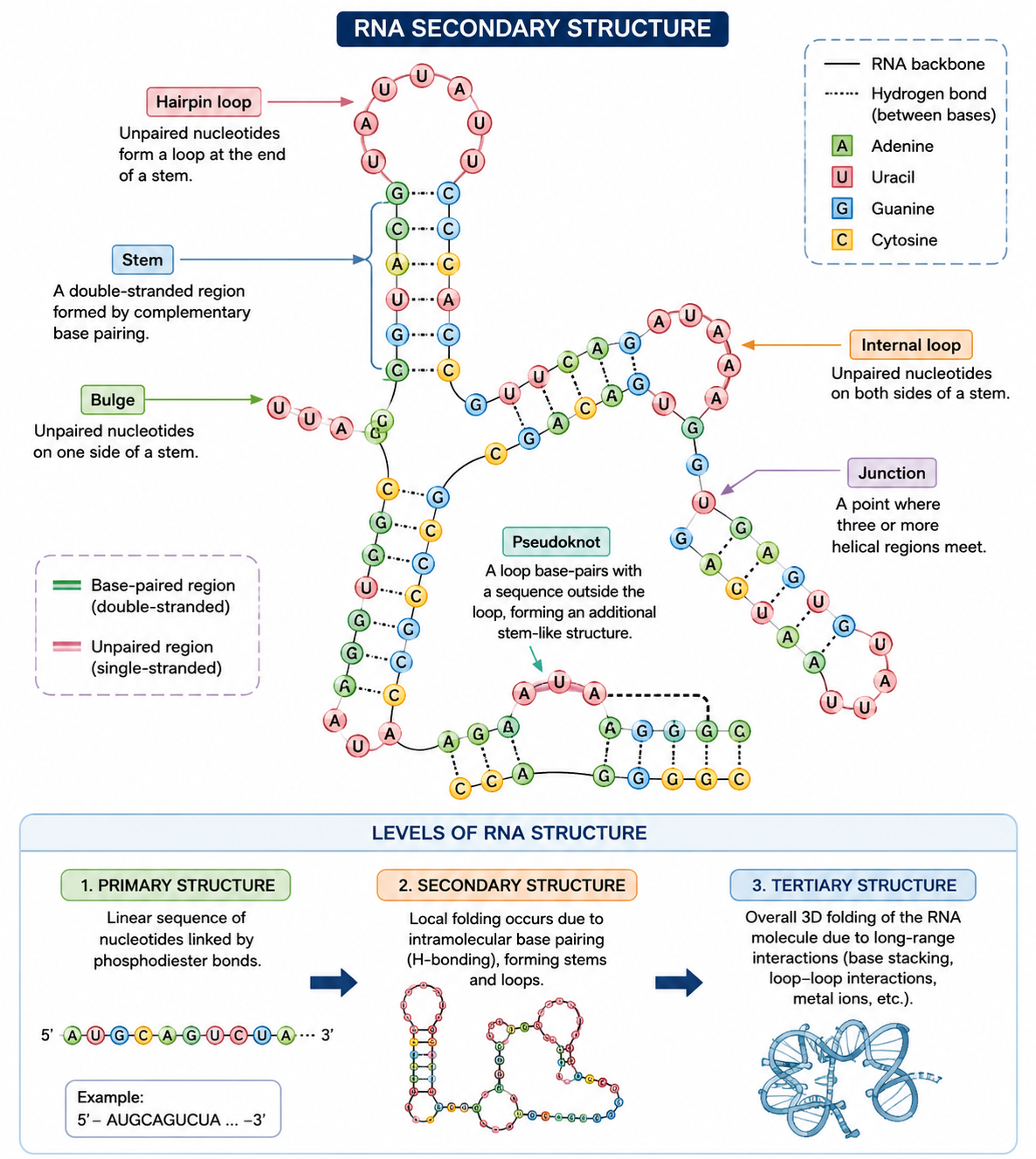 Levels of RNA Structure