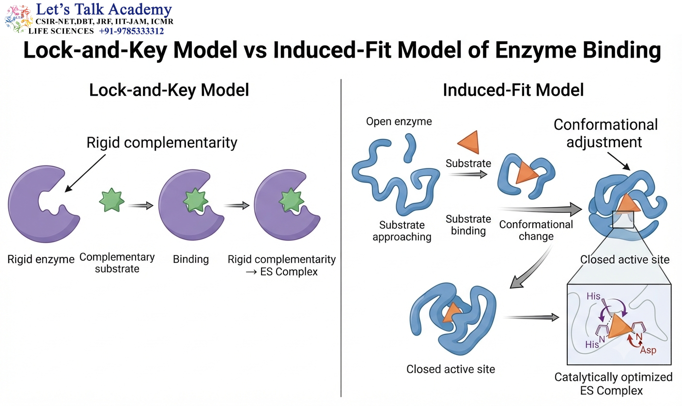 Lock-and-Key Model vs Induced-Fit Model of Enzyme Binding