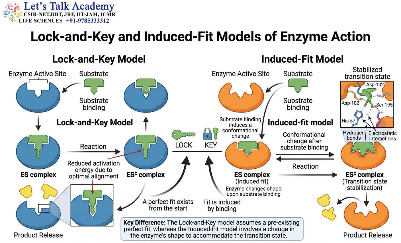 Lock-and-Key and Induced-Fit Models of Enzyme Action