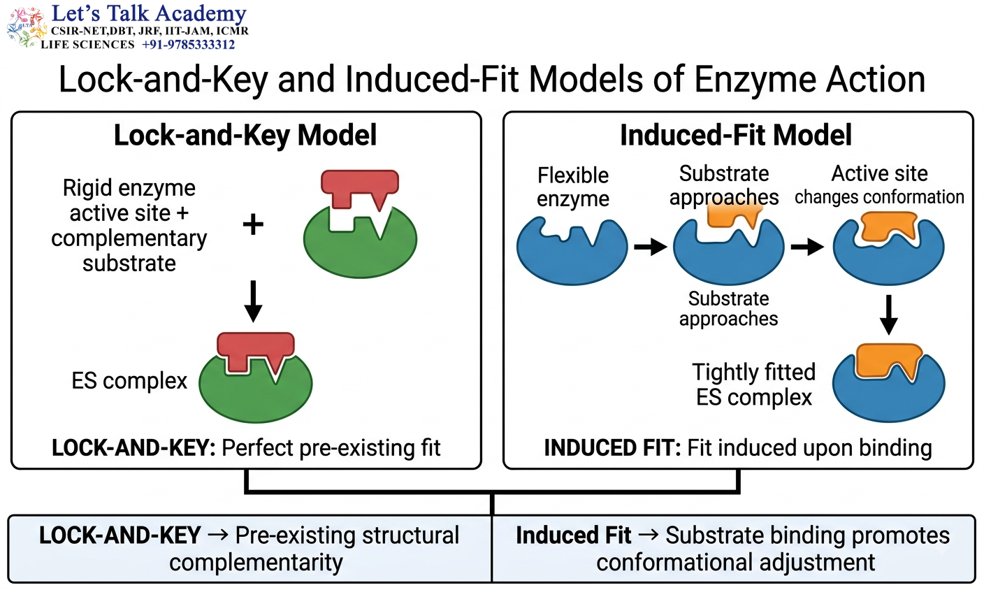 Lock-and-Key and Induced-Fit Models of Enzyme Action