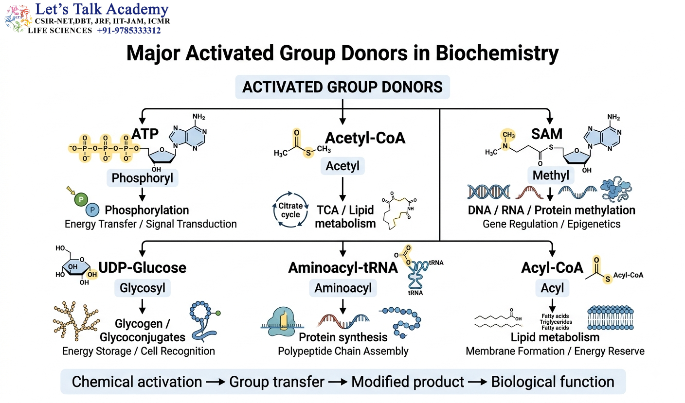 Major Activated Group Donors