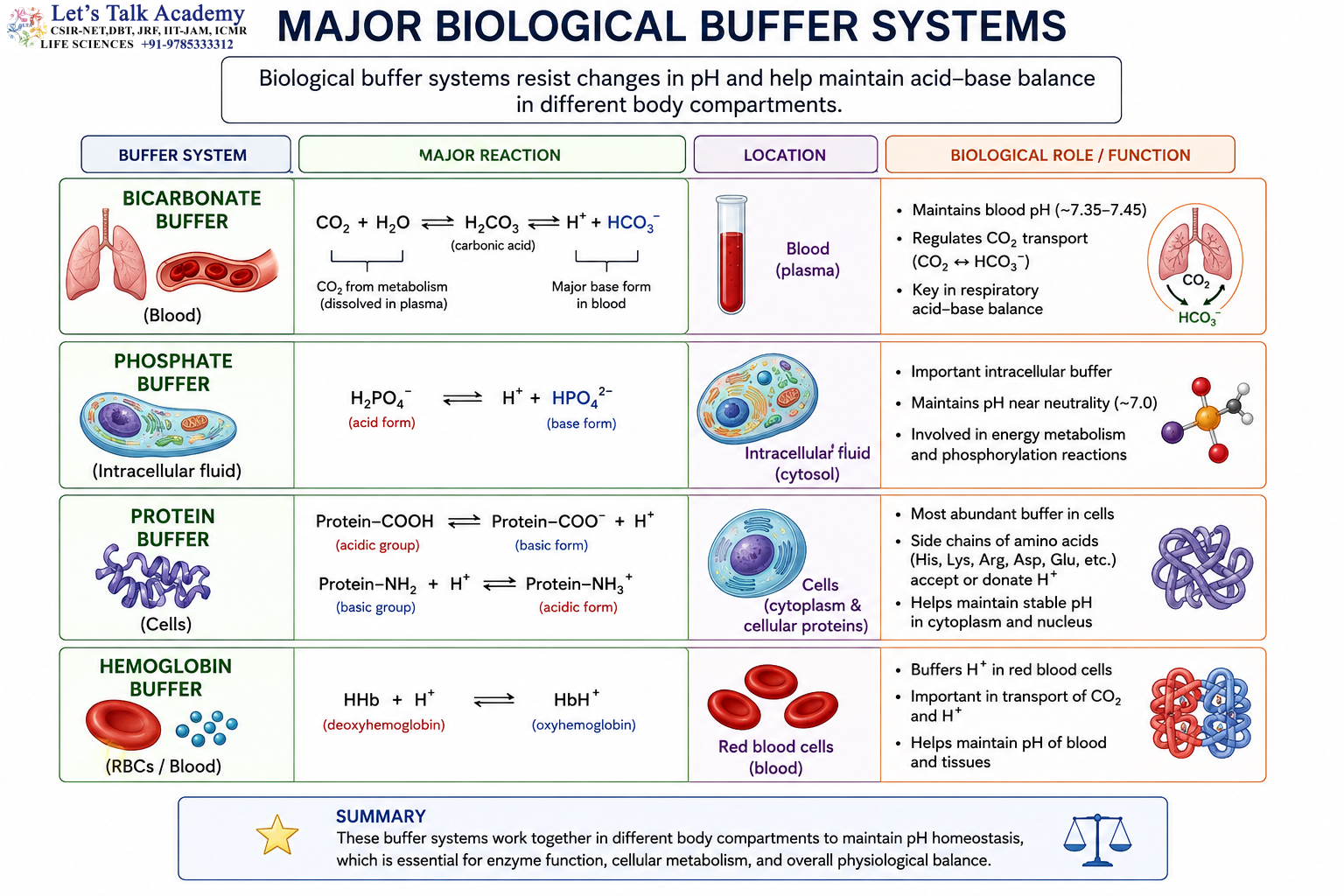 Major Biological Buffer Systems