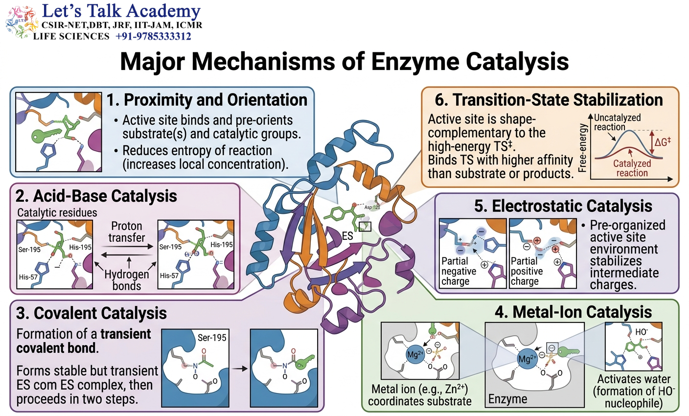Major Mechanisms of Enzyme Catalysis