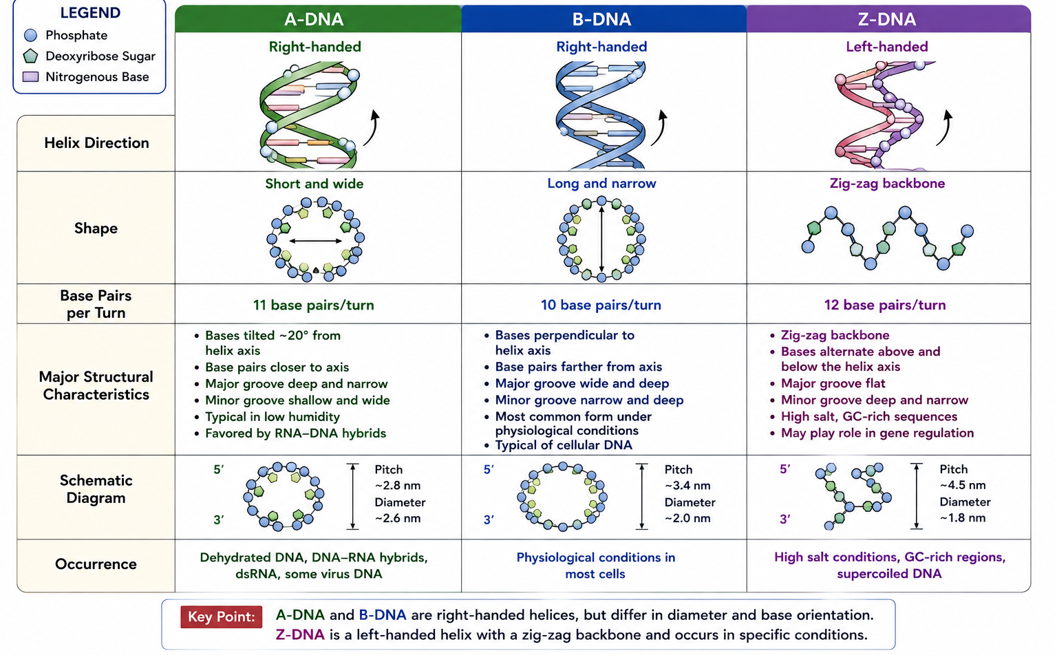 Major structural forms of DNA