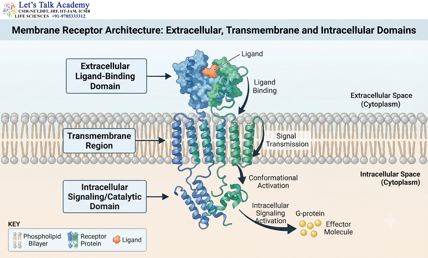 Membrane Receptor Architecture: Extracellular, Transmembrane and Intracellular Domains