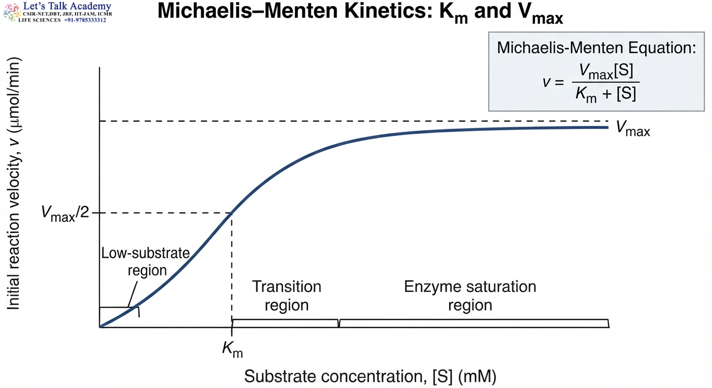 Michaelis–Menten Kinetics: Km and Vmax