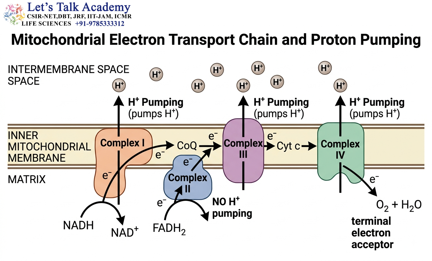 Mitochondrial Electron Transport Chain