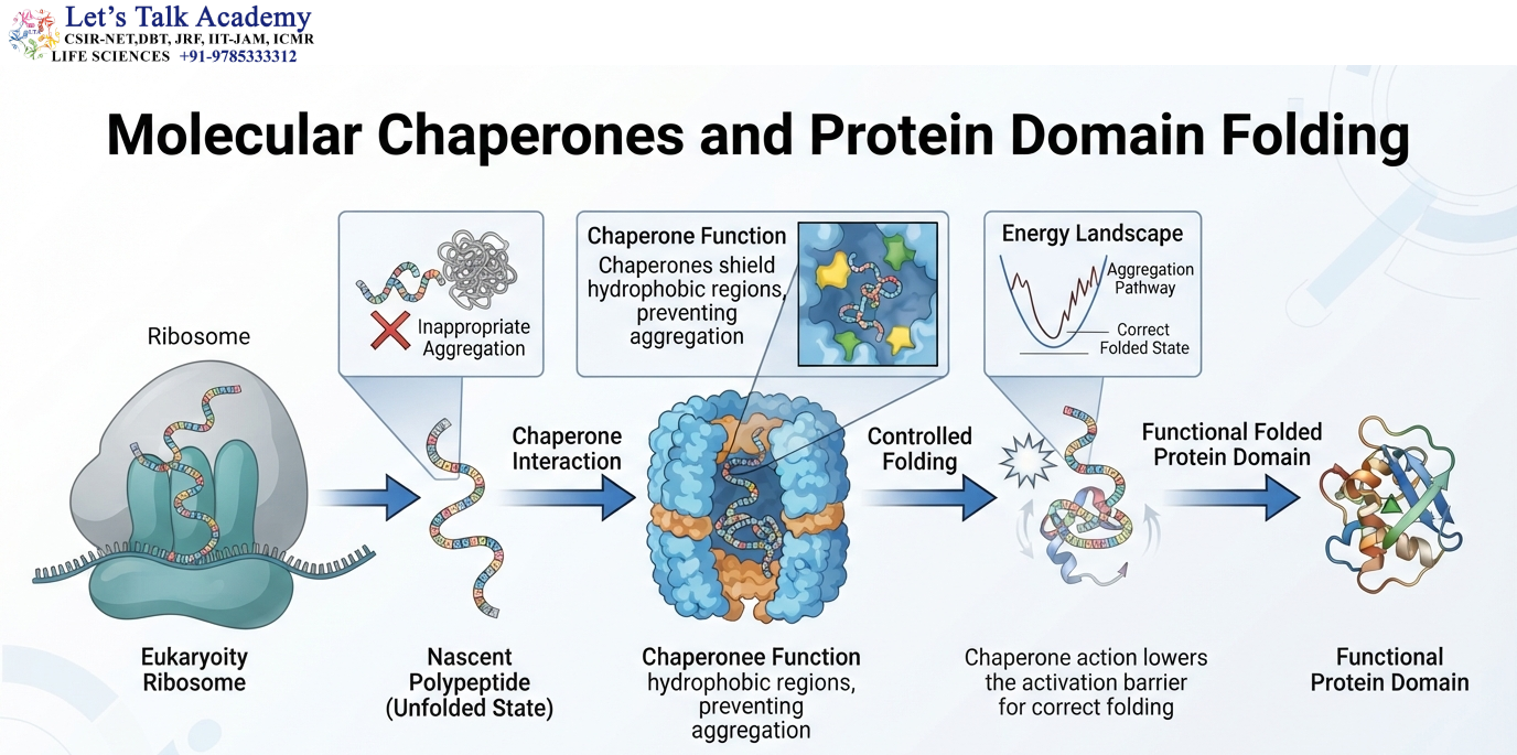 Molecular Chaperones and Protein Domain Folding