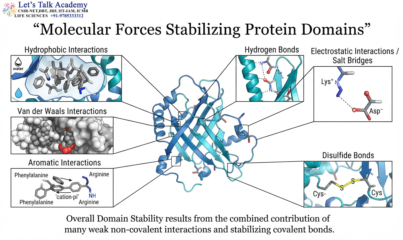 Molecular Forces Stabilizing Protein Domains