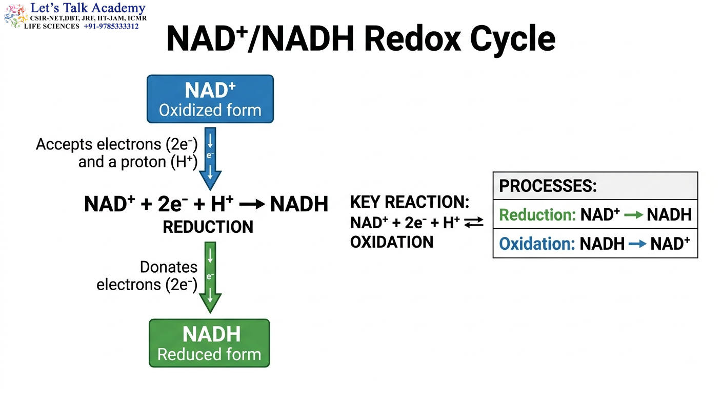NAD⁺