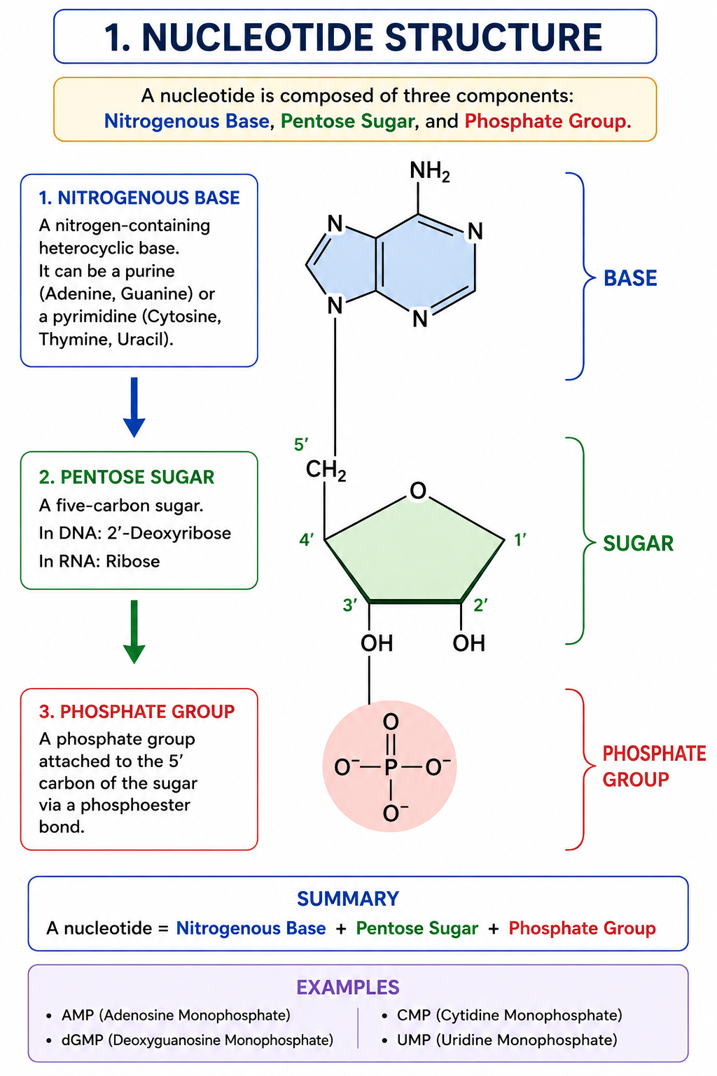 Nucleotide structure