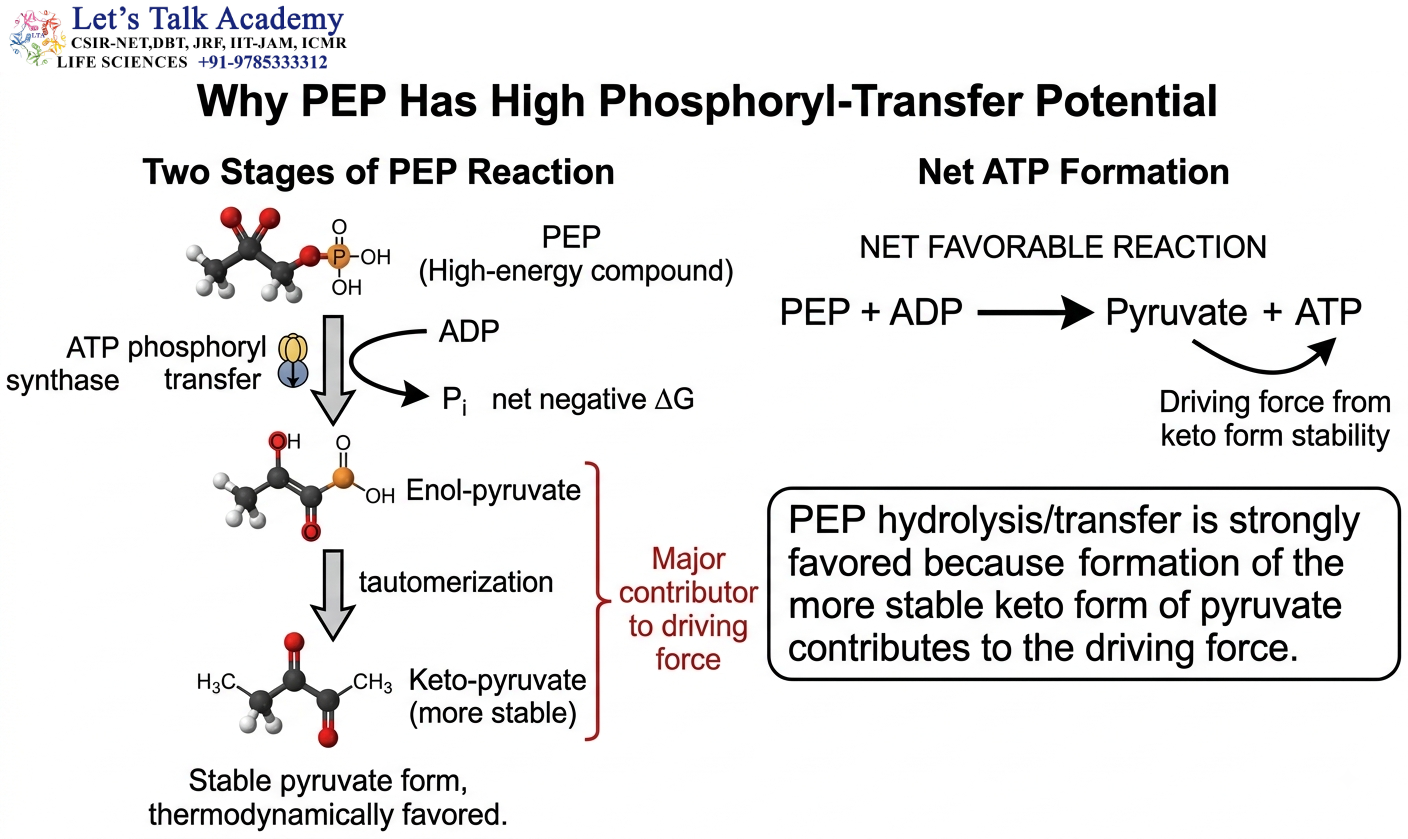PEP-Driven ATP Formation