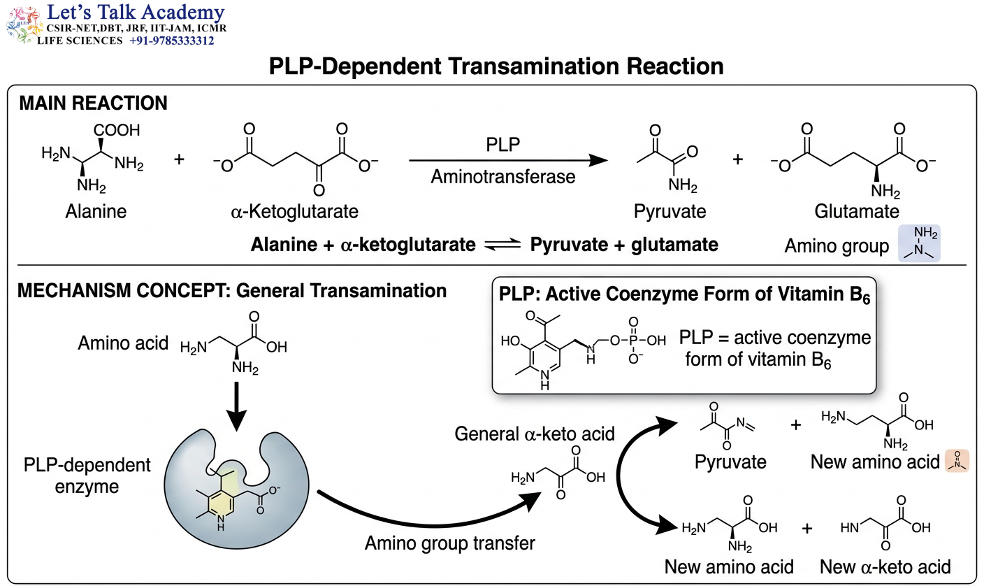 PLP-Dependent Transamination