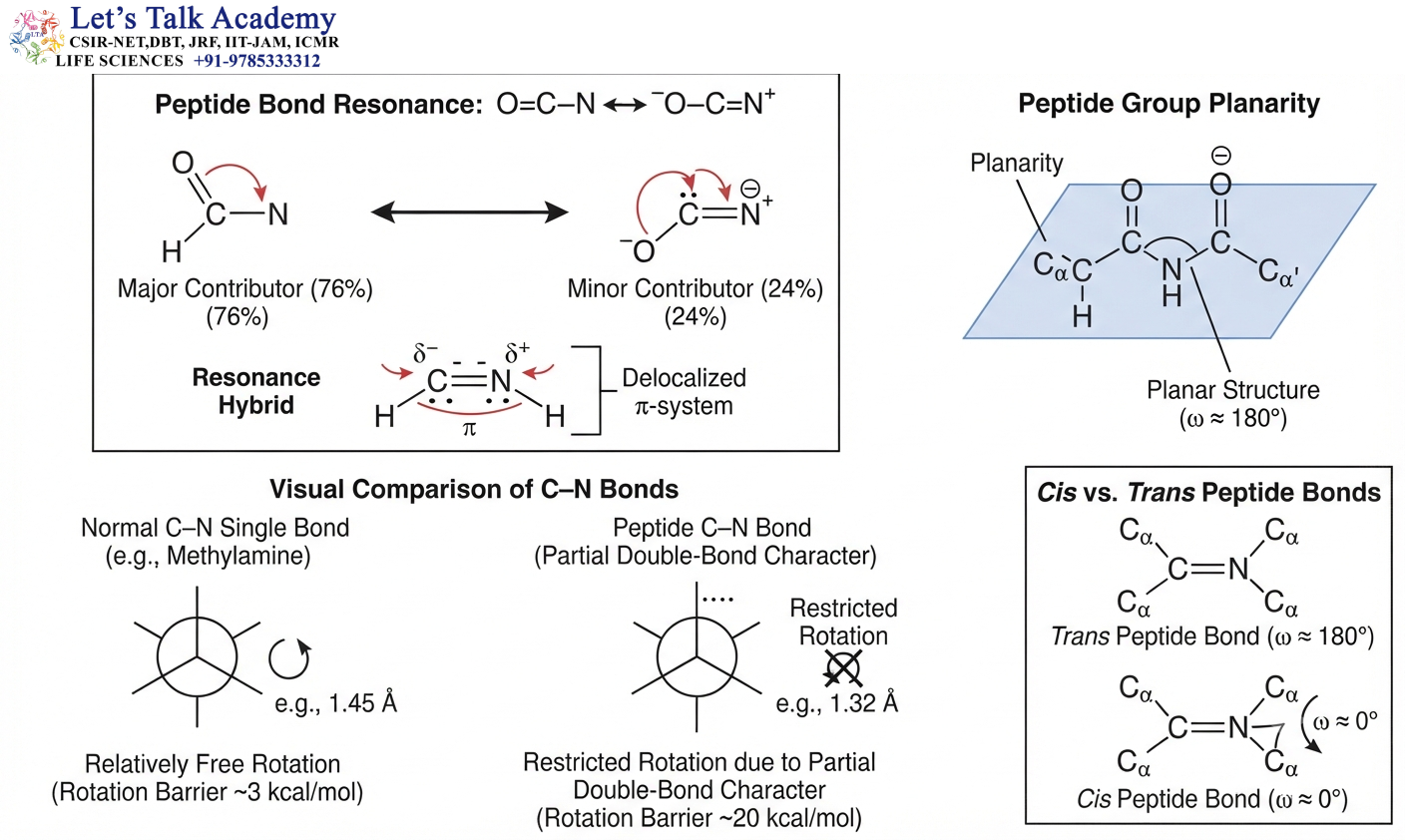 Peptide Bond Resonance and Restricted Rotation