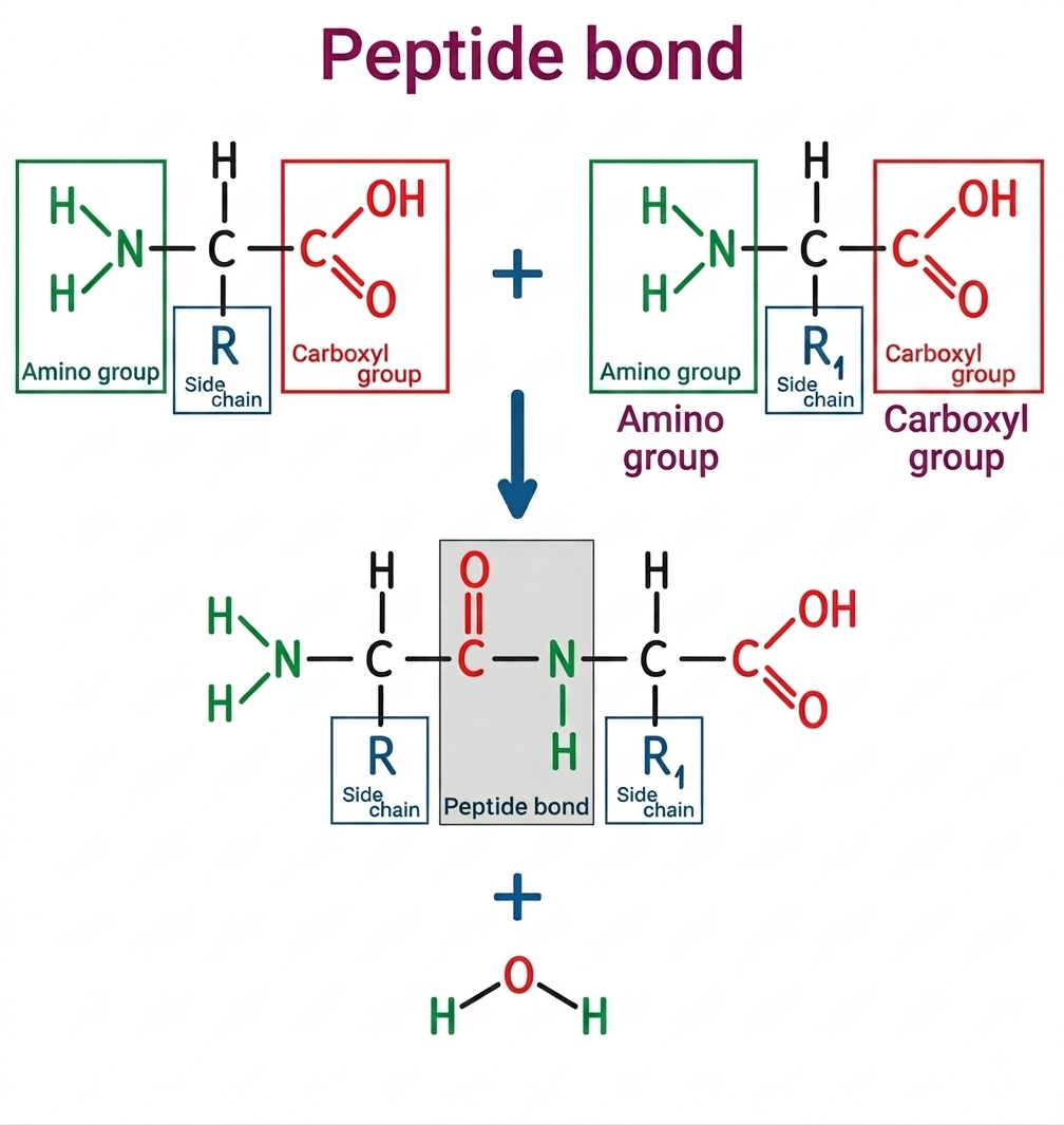 Peptide bonds