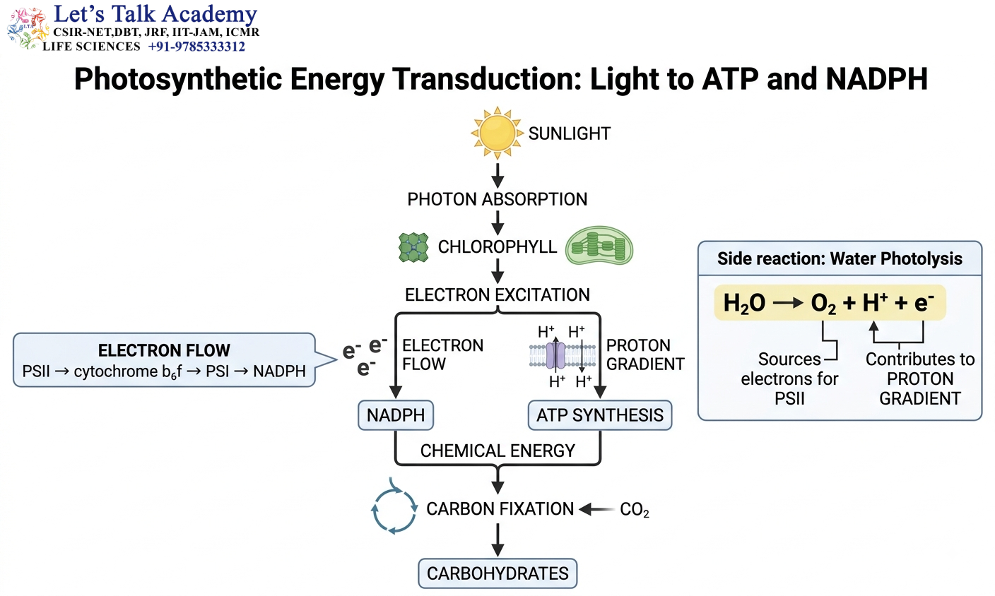 Photosynthetic Energy Transduction Diagram