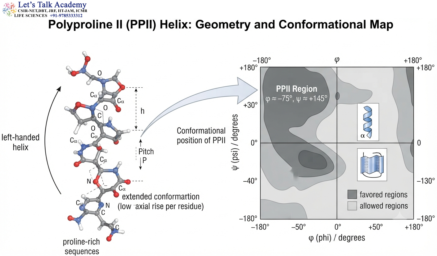 Polyproline II Helix: Structure and Ramachandran Position