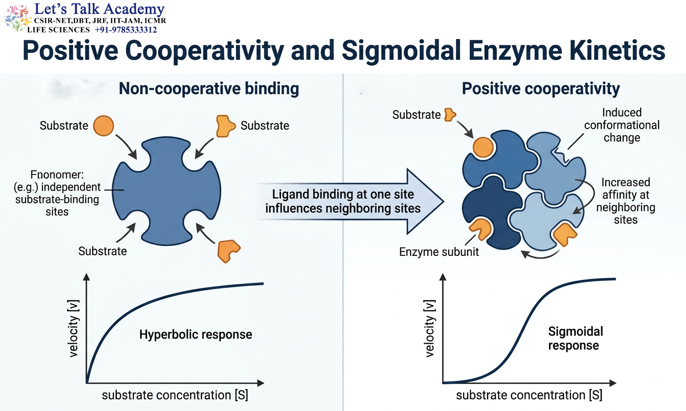 Positive Cooperativity and Sigmoidal Enzyme Kinetics