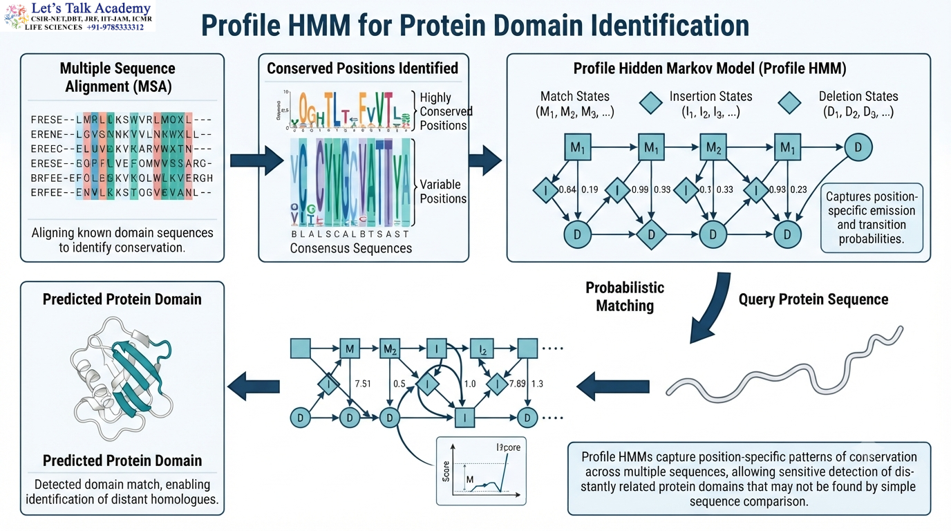 Profile HMM for Protein Domain Identification