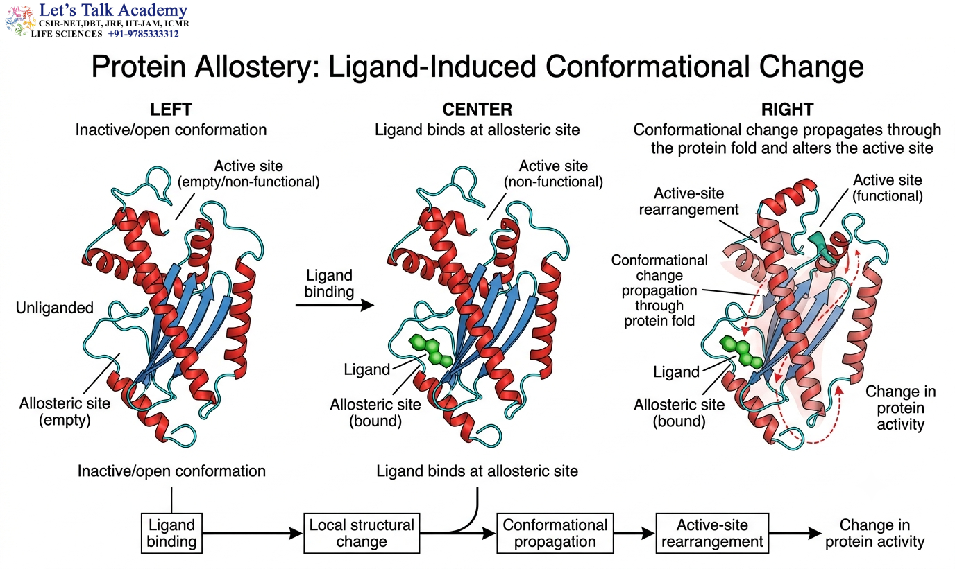 Protein Allostery: Ligand-Induced Conformational Change