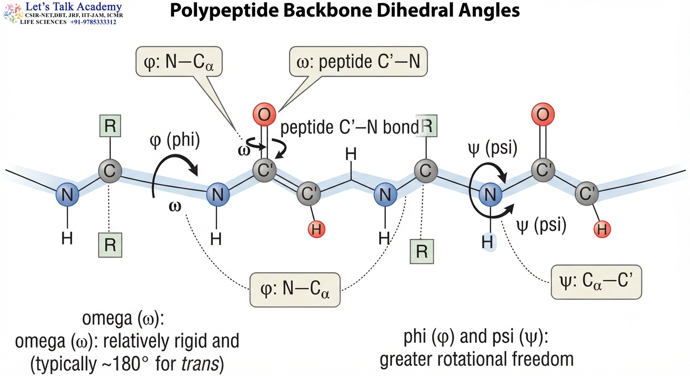Protein Backbone and the Three Principal Dihedral Angles