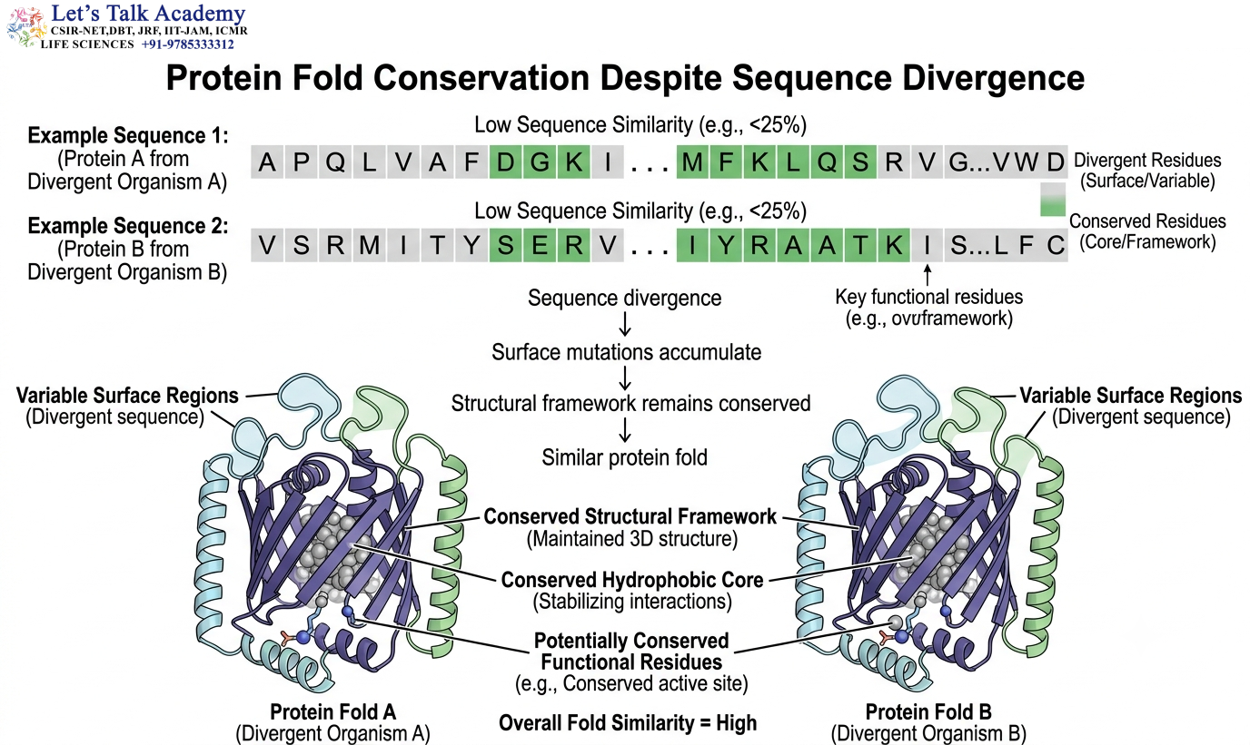 Protein Fold Conservation Despite Sequence Divergence