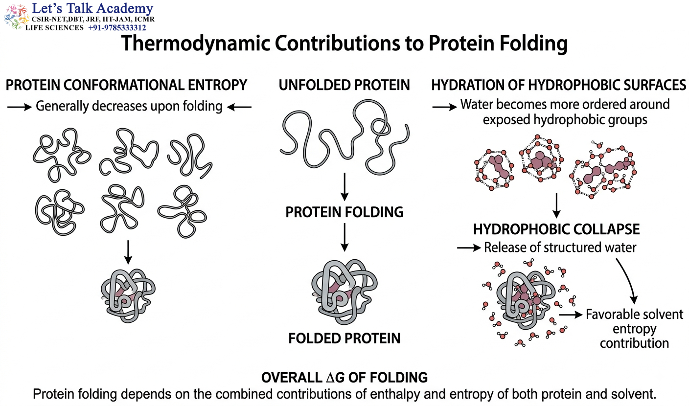 Entropy and Molecular Organization