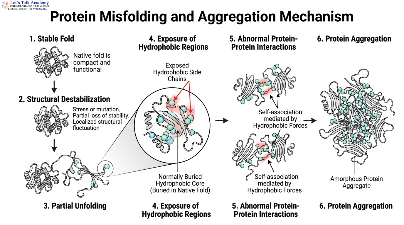 Protein Misfolding and Aggregation Mechanism