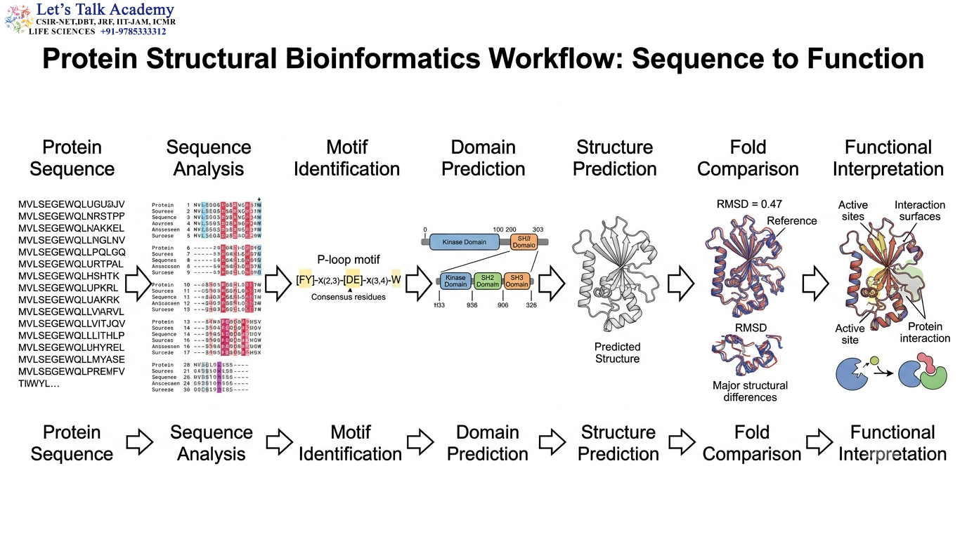 Protein Structural Bioinformatics Workflow: Sequence to Function
