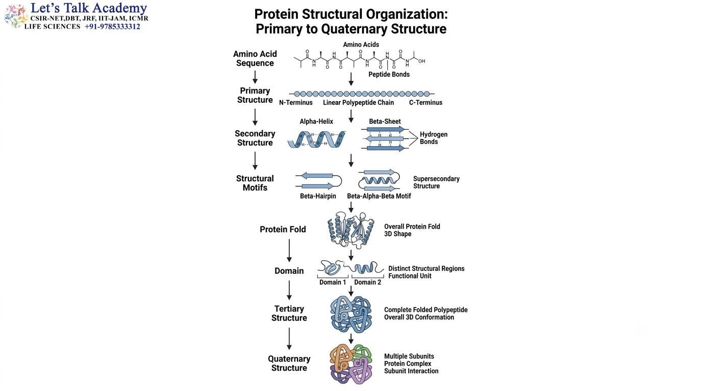 Protein Structural Organization: Primary to Quaternary Structure