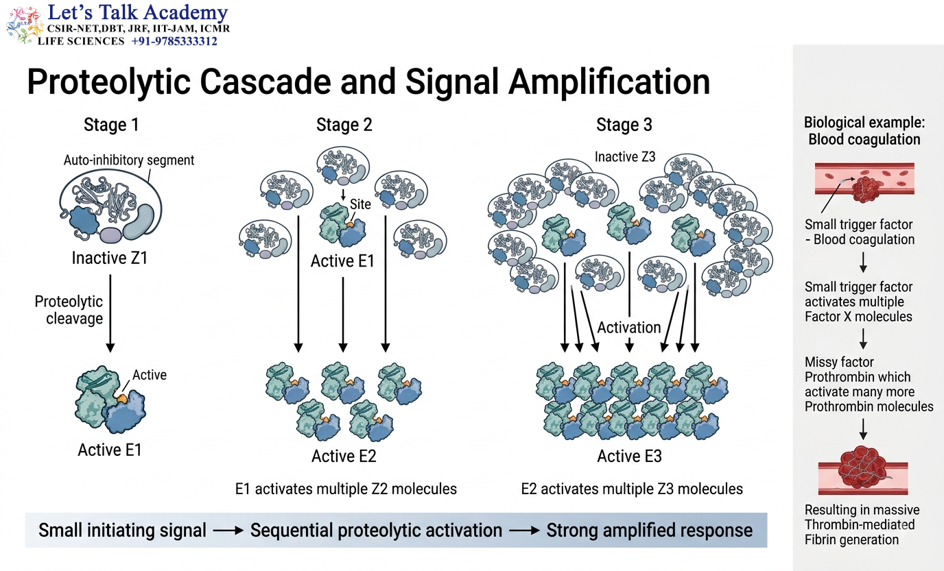 Proteolytic Cascade and Signal Amplification
