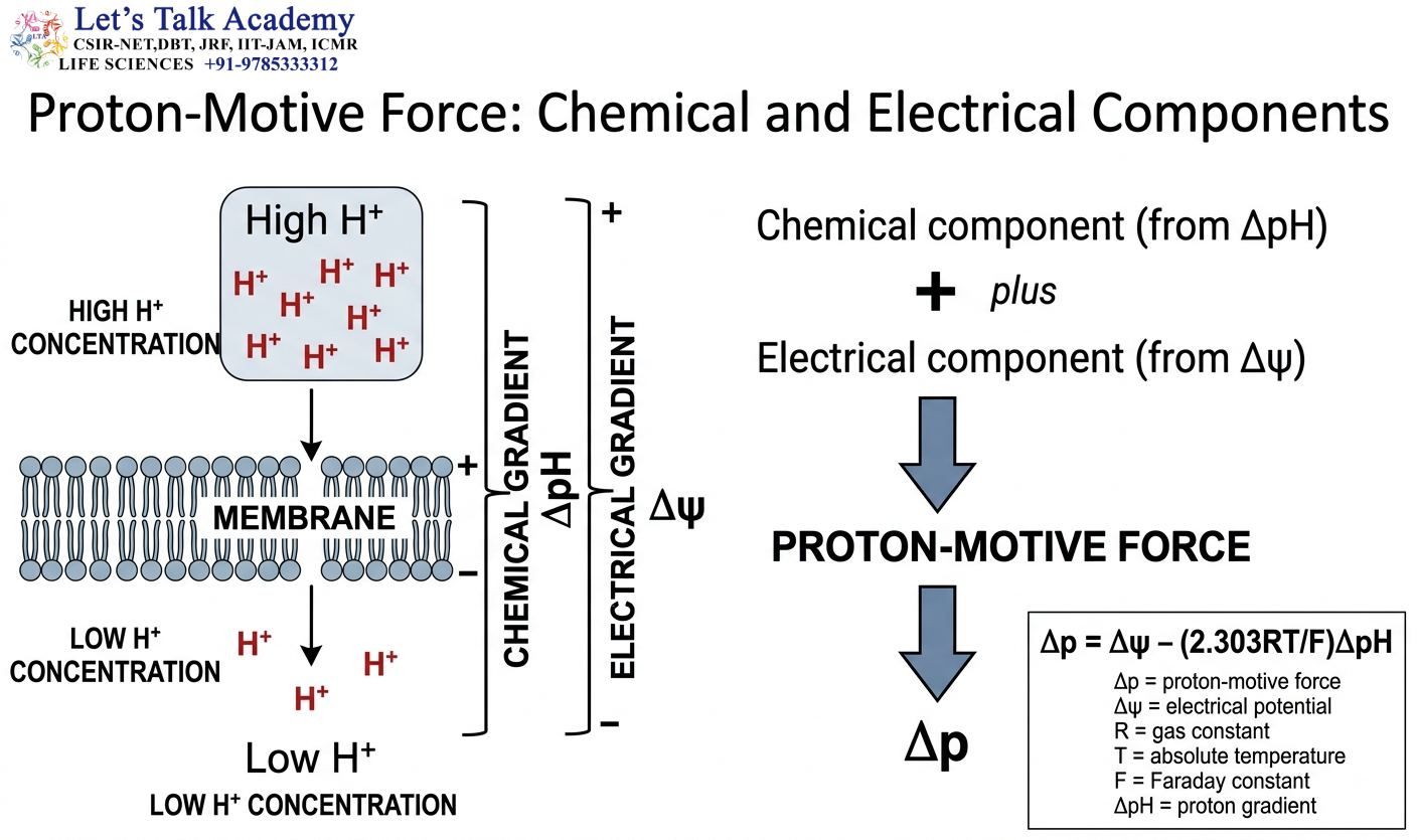 Proton-Motive Force