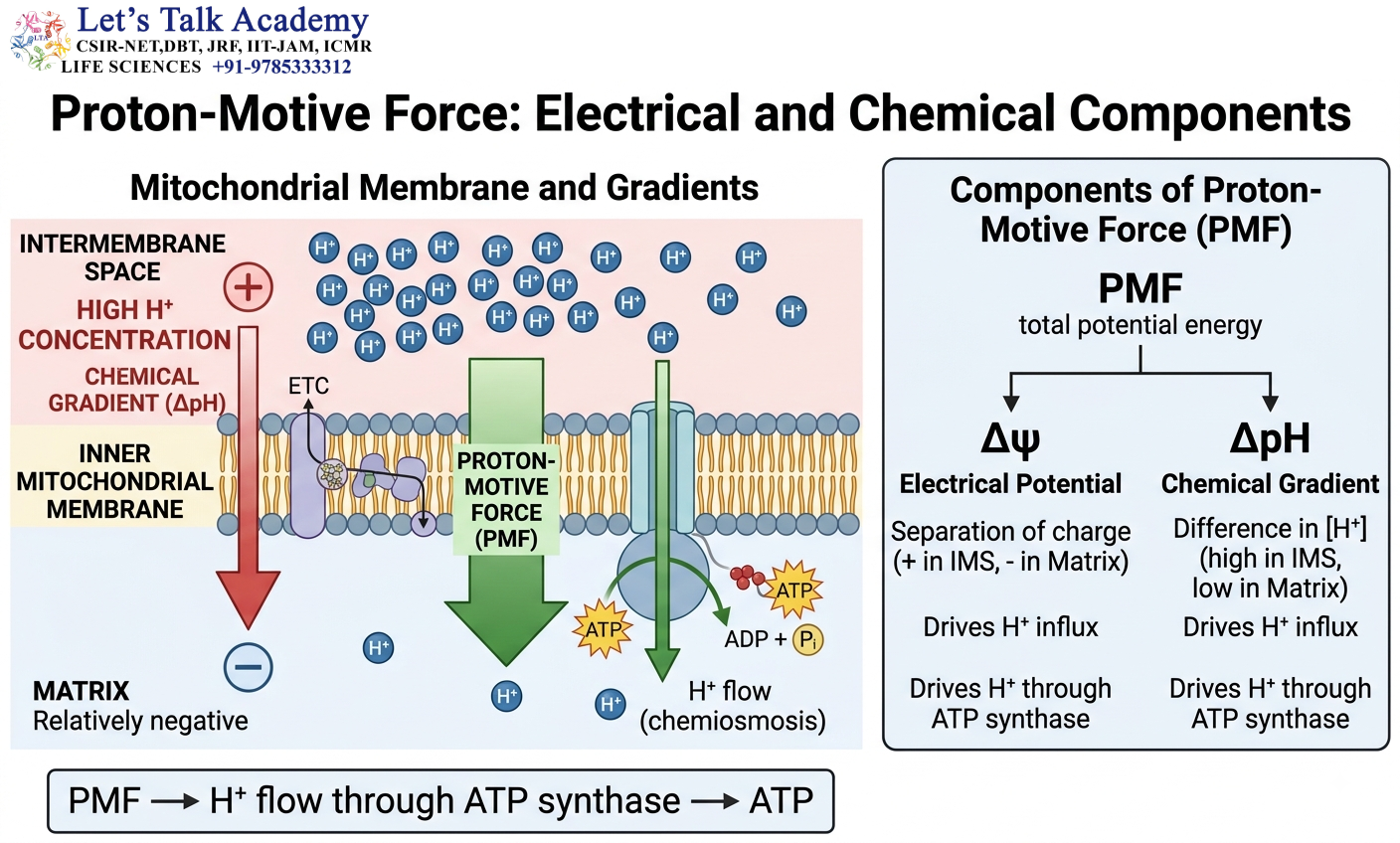Proton-Motive Force