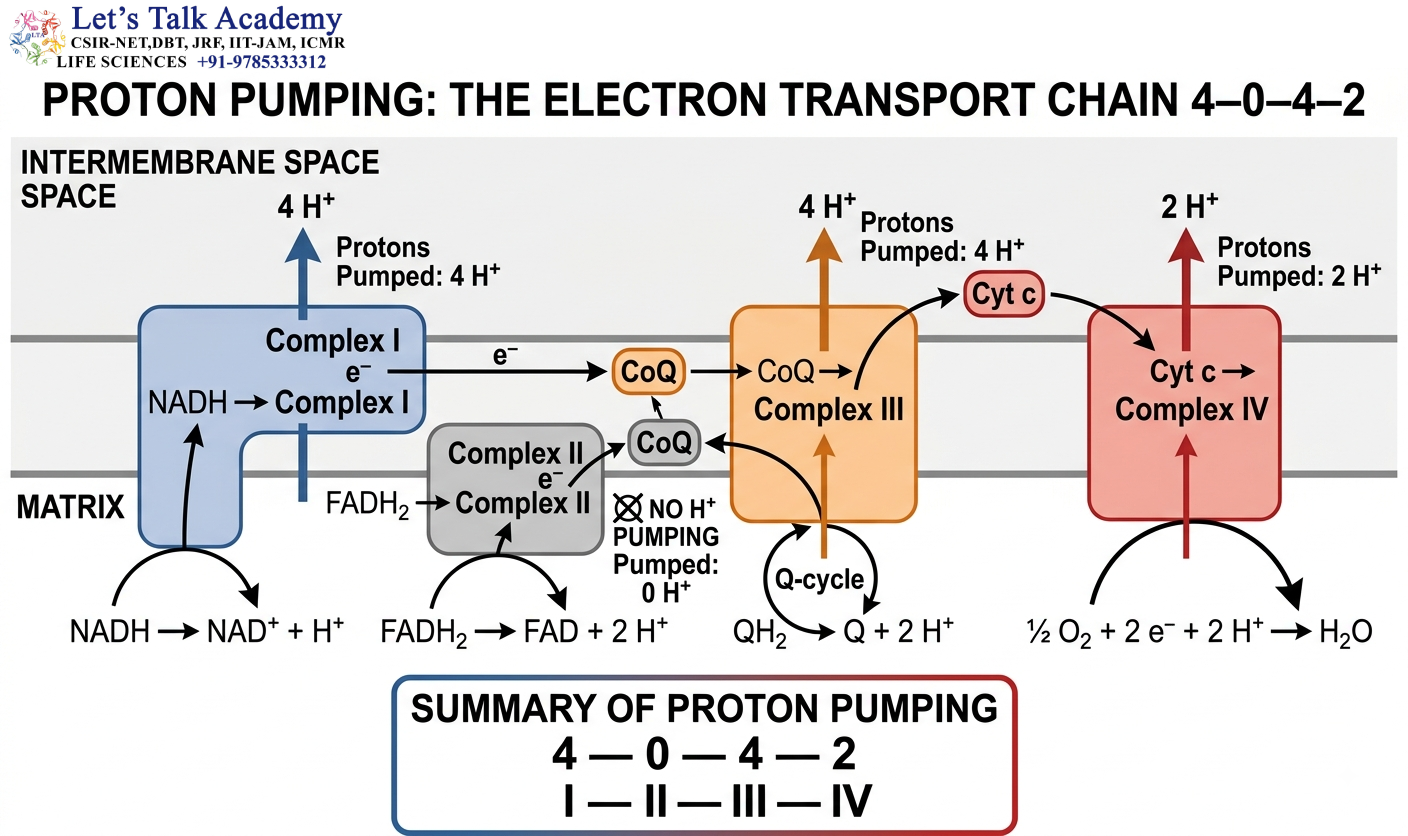 Proton Pumping — 4–0–4–2