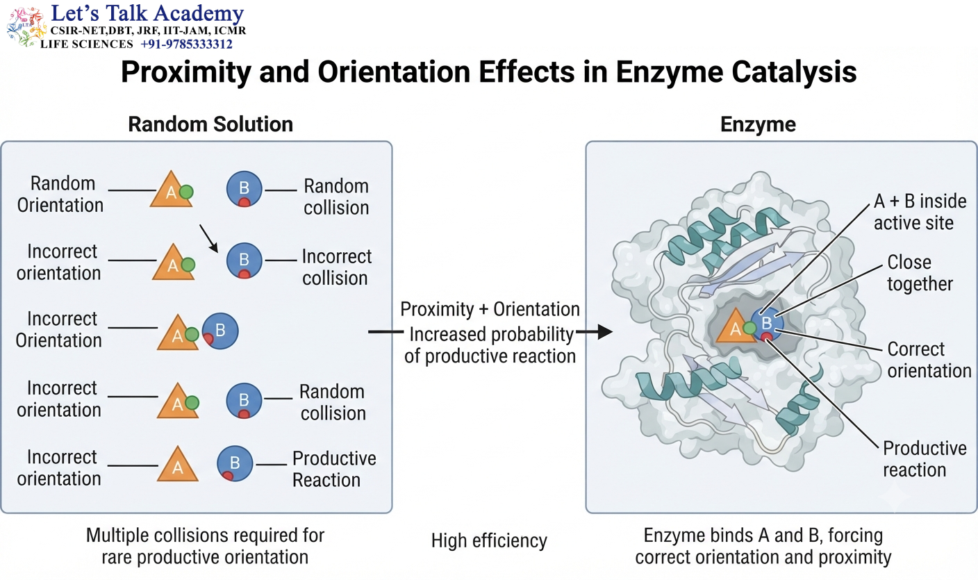 Proximity and Orientation Effects in Enzyme Catalysis