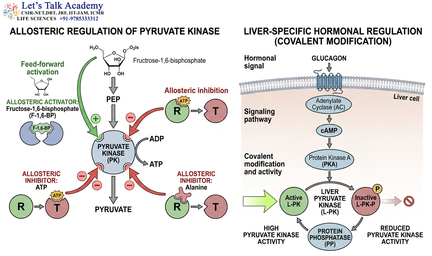 Pyruvate Kinase Regulation