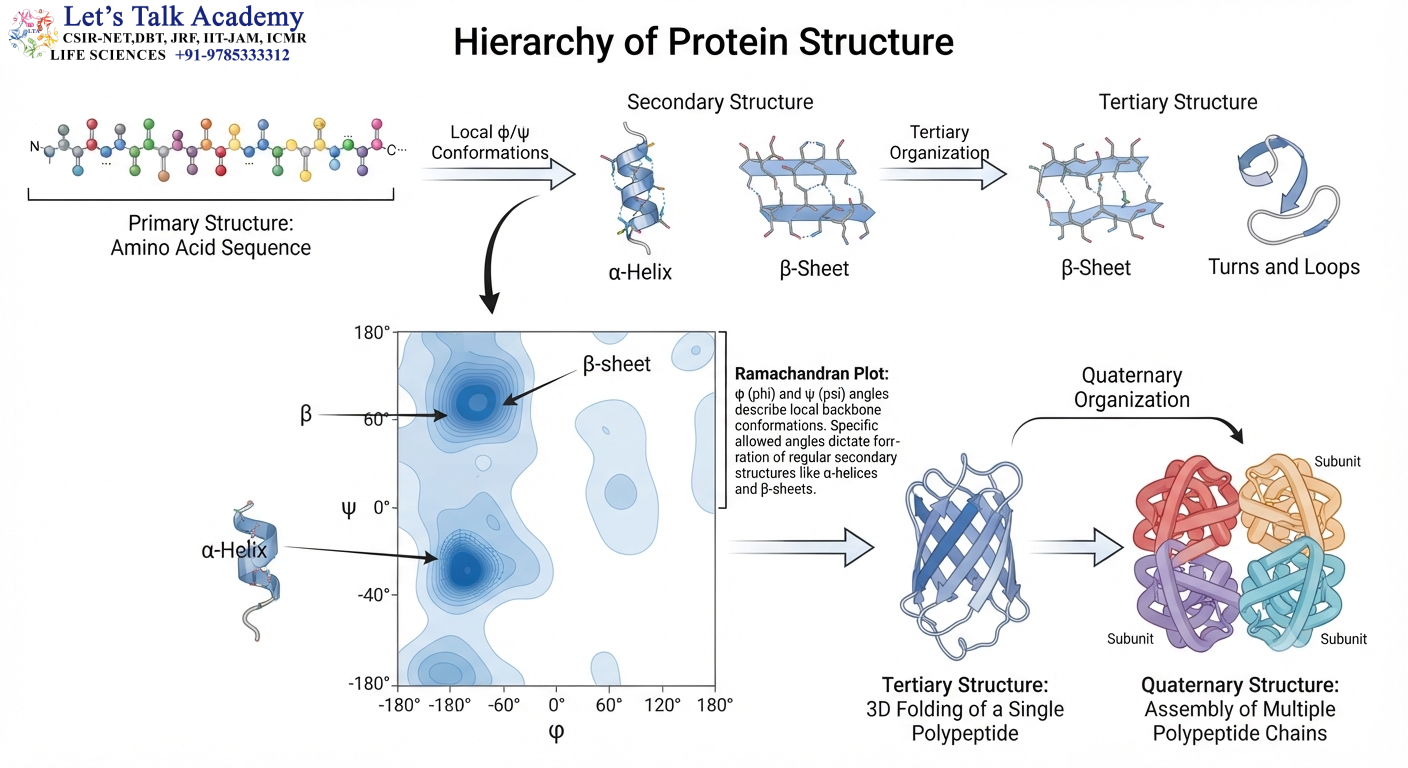 Ramachandran Plot Across the Protein Structure Hierarchy