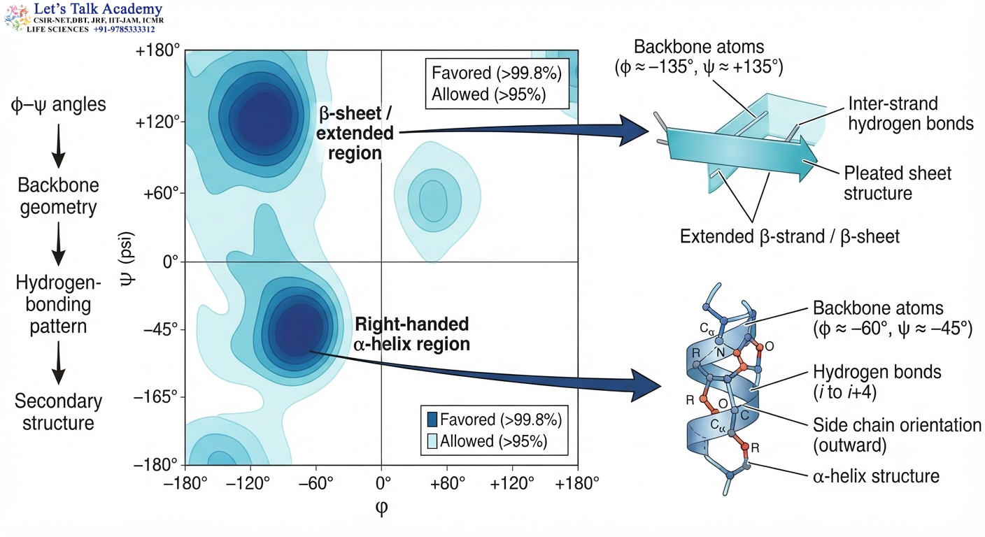Ramachandran Plot and Protein Secondary Structure