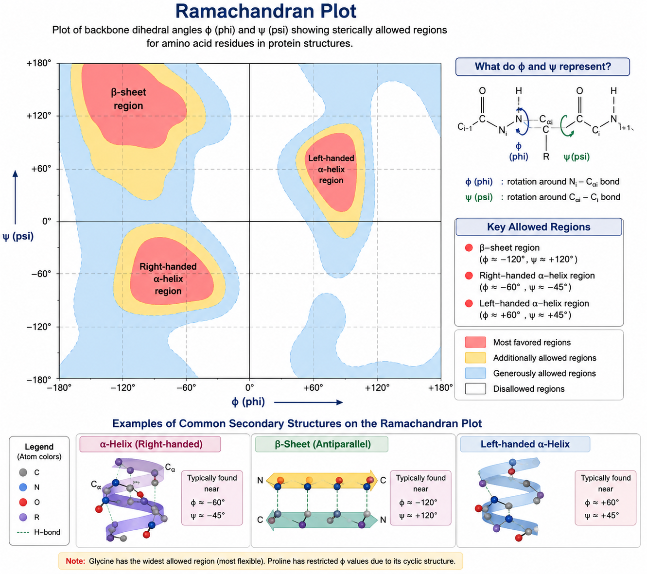 Ramachandran Plot