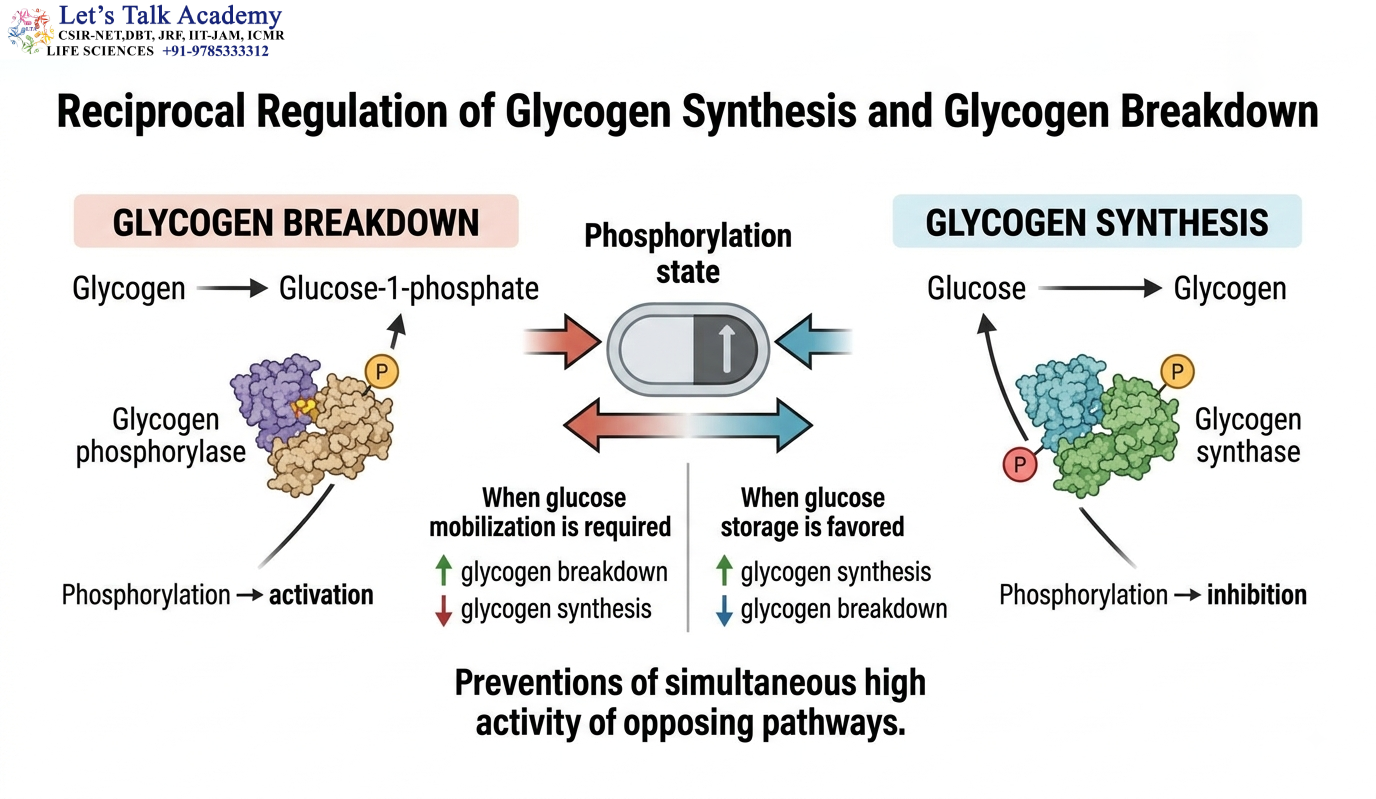 Reciprocal Regulation of Glycogen Synthesis and Glycogen Breakdown