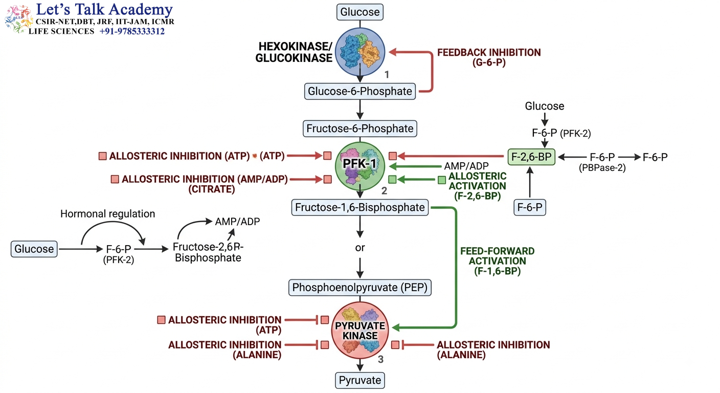 Regulation of Glycolysis