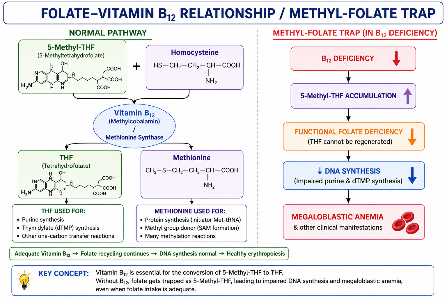 Relationship Between Folate and Vitamin B12