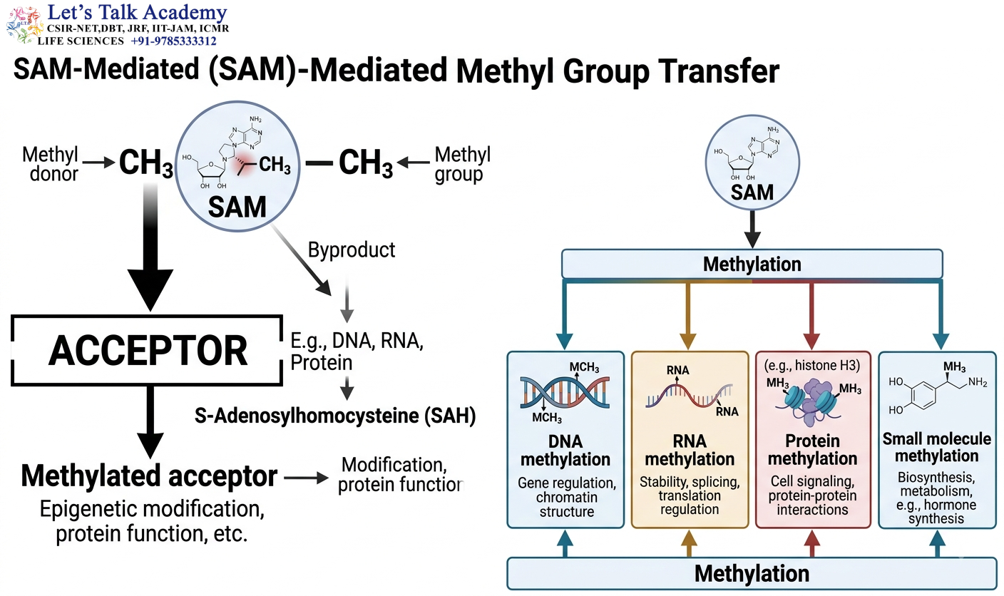 SAM-Mediated Methyl-Group Transfer