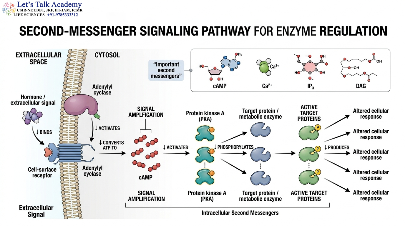 Second-Messenger Signaling Pathway for Enzyme Regulation