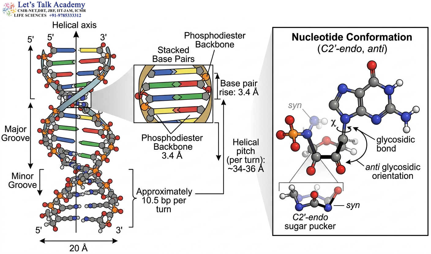 Structural Characteristics of B-DNA